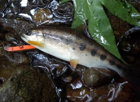 渓流ミノーイングで尺イワナ２本